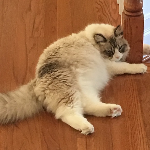 Meet your Posher, Beng - Picture 1 of 1